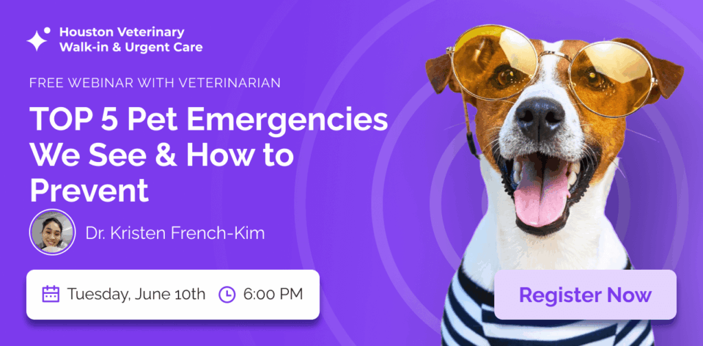 Top 5 Pet Emergencies We See & How to Prevent