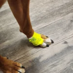 Close-up of a dog's bent paw