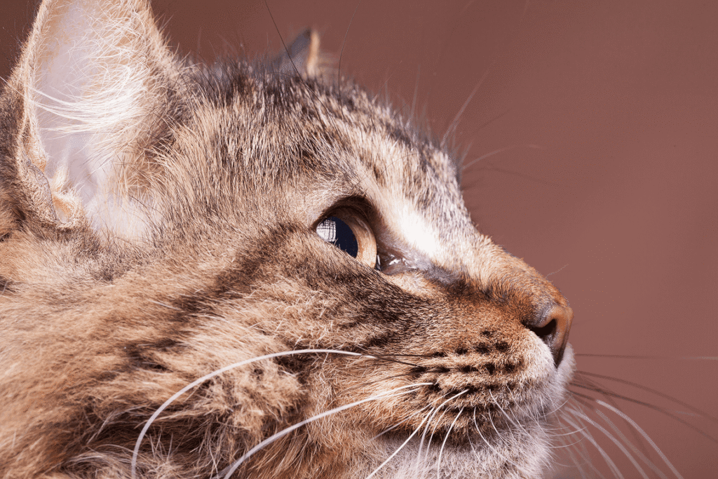 Maine coon breed cat looking away