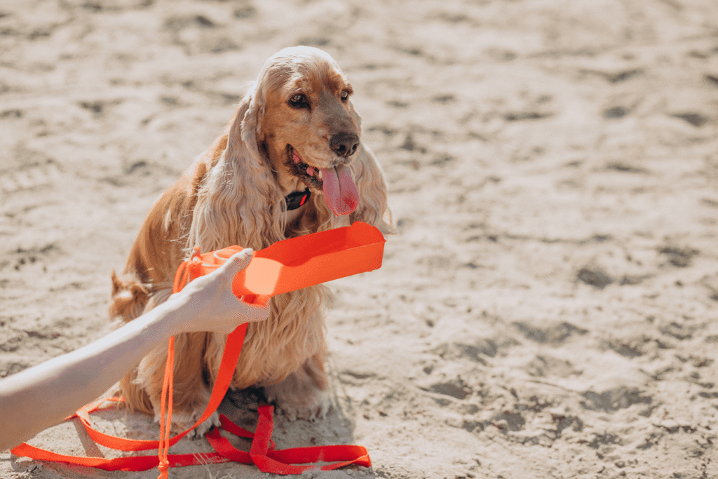 Pet walker having stroll with cocker spaniel