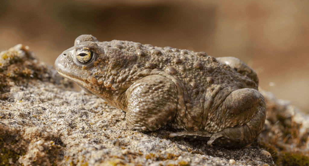 Natterjack toad rock surface