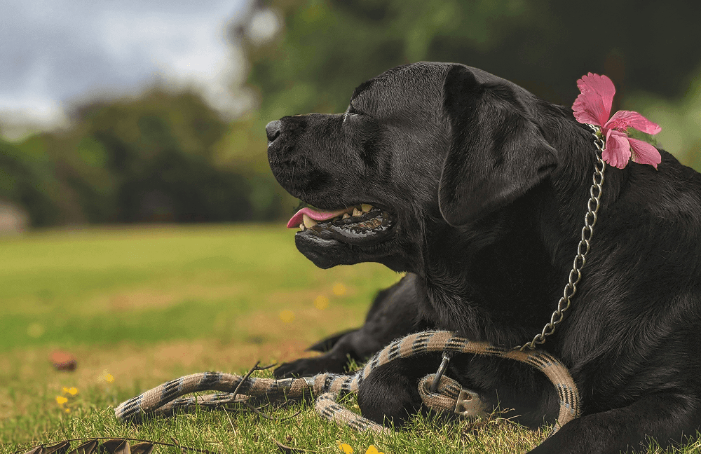 Black Labrador Retriever Lying on Green Grass Field During Daytime