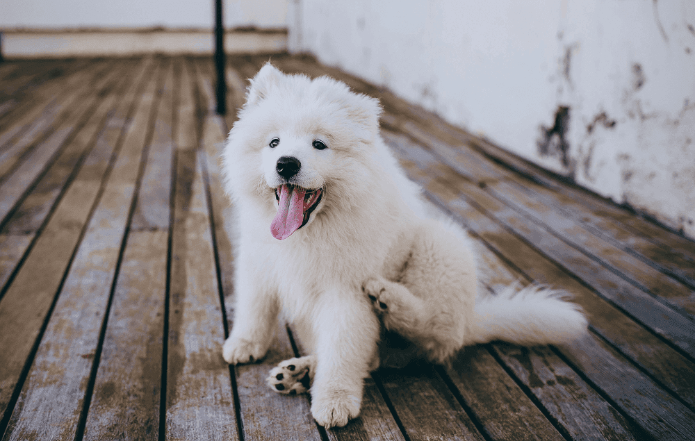 Charming Samoyed Puppy With Fluffy Fur Relaxing on a Wooden Deck, Showcasing Cuteness and Playfulness