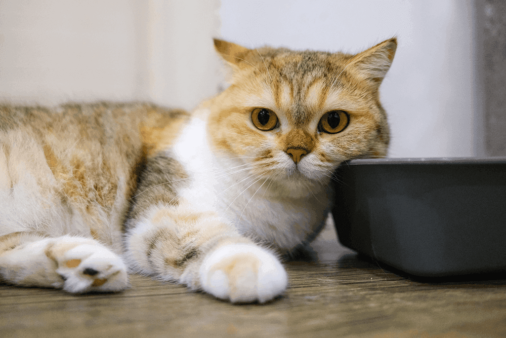 Cute Fluffy Cat Lying on the Floor Inside a Cozy Home Environment