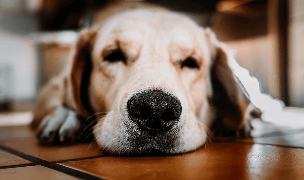 Close-Up of a Sleepy Golden Retriever Puppy Lying on the Floor Indoors, Exuding Cuteness and Calmness