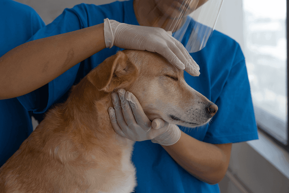 Veterinarian carefully checks and comforts a dog in a clinic environment