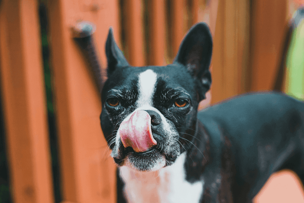 Dog licking his nose