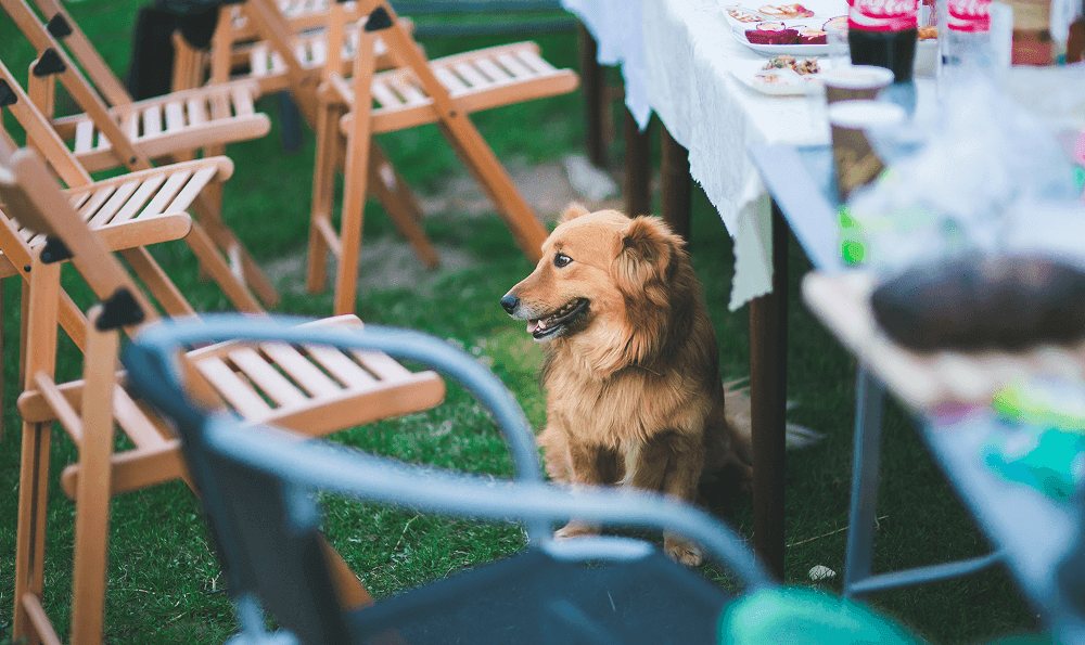 Dog sitting on a party